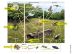 A imagem representa um quadro interativo sobre a diversidade na biosfera. </br></br> Palavra-chaves: biosfera, cadeia alimentar, consumidor, decompositor, diversidade, ecossistema florestal, teia alimentar.