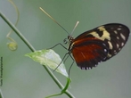 As borboletas têm dois pares de asas membranosas cobertas de escamas e peças bucais adaptadas a sucção. Distinguem-se das traças (mariposas) pelas antenas rectilíneas que terminam numa bola, pelos hábitos de vida diurnos, pela metamorfose que decorre dentro de uma crisálida rígida e pelo abdômen fino e alongado. Quando em repouso, as borboletas dobram as suas asas para cima. </br></br> Palavra-chaves: borboleta, metamorfose, habitat, biodiversidade, lepidoptera.