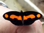 As borboletas têm dois pares de asas membranosas cobertas de escamas e peças bucais adaptadas a sucção. Distinguem-se das traças (mariposas) pelas antenas rectilíneas que terminam numa bola, pelos hábitos de vida diurnos, pela metamorfose que decorre dentro de uma crisálida rígida e pelo abdômen fino e alongado. Quando em repouso, as borboletas dobram as suas asas para cima. </br></br> Palavra-chaves: borboleta, metamorfose, habitat, biodiversidade, lepidoptera. 