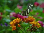 As borboletas têm dois pares de asas membranosas cobertas de escamas e peças bucais adaptadas a sucção. Distinguem-se das traças (mariposas) pelas antenas rectilíneas que terminam numa bola, pelos hábitos de vida diurnos, pela metamorfose que decorre dentro de uma crisálida rígida e pelo abdômen fino e alongado. Quando em repouso, as borboletas dobram as suas asas para cima. </br></br> Palavra-chaves: borboleta, metamorfose, habitat, biodiversidade.