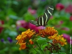 As borboletas tm dois pares de asas membranosas cobertas de escamas e peas bucais adaptadas a suco. Distinguem-se das traas (mariposas) pelas antenas rectilneas que terminam numa bola, pelos hbitos de vida diurnos, pela metamorfose que decorre dentro de uma crislida rgida e pelo abdmen fino e alongado. Quando em repouso, as borboletas dobram as suas asas para cima. </br></br> Palavra-chaves: borboleta, metamorfose, habitat, biodiversidade.