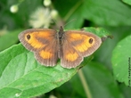 As borboletas tm dois pares de asas membranosas cobertas de escamas e peas bucais adaptadas a suco. Distinguem-se das traas (mariposas) pelas antenas rectilneas que terminam numa bola, pelos hbitos de vida diurnos, pela metamorfose que decorre dentro de uma crislida rgida e pelo abdmen fino e alongado. Quando em repouso, as borboletas dobram as suas asas para cima. </br></br> Palavra-chaves: borboleta, metamorfose, habitat, biodiversidade. 