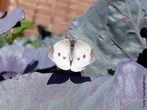 As borboletas tm dois pares de asas membranosas cobertas de escamas e peas bucais adaptadas a suco. Distinguem-se das traas (mariposas) pelas antenas rectilneas que terminam numa bola, pelos hbitos de vida diurnos, pela metamorfose que decorre dentro de uma crislida rgida e pelo abdmen fino e alongado. Quando em repouso, as borboletas dobram as suas asas para cima. </br></br> Palavra-chaves: borboleta branca, metamorfose, habitat, biodiversidade.