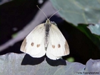 As borboletas têm dois pares de asas membranosas cobertas de escamas e peças bucais adaptadas a sucção. Distinguem-se das traças (mariposas) pelas antenas rectilíneas que terminam numa bola, pelos hábitos de vida diurnos, pela metamorfose que decorre dentro de uma crisálida rígida e pelo abdômen fino e alongado. Quando em repouso, as borboletas dobram as suas asas para cima. </br></br> Palavra-chaves: borboleta branca, metamorfose, habitat, biodiversidade.