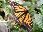 Borboleta Laranjada