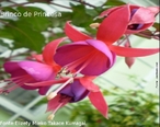 Flor smbolo do Rio Grande do Sul, o brinco-de-princesa ou fcsia  uma planta que faz um enorme sucesso internacional. Possui muitas variedades, sendo que tanto ptalas, quanto spalas podem ser de cores e de formas diferentes. As cores mais comuns so vermelho, rosa, azul, violeta e branco, com diversas combinaes, sem mesclas. A ramagem  pendente, mas pode haver variaes, com plantas mais eretas e outras mais pendentes. </br></br> Palavra-chaves: brinco-de-princesa, flor, botnica, biodiversidade.