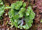 So plantas de pequeno porte, que vivem em lugares midos e com sombra, so avasculares por no apresentarem vasos condutores de seiva. </br></br> Palavra-chaves: brifita, musgo, plantas, botnica, biodiversidade.