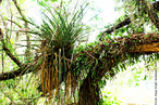 As bromlias no so parasitas, na natureza, aparecem como epfitas: simplesmente apoiando-se em outro vegetal para obter mais luz e mais ventilao. </br></br> Palavra-chaves: planta epfita, bromlias, botnica, biodiversidade.