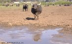 So animais domsticos da famlia dos bovdeos, utilizados para produzir carne e leite para consumo humano. </br></br> Palavra-chaves: bfalo, bovdeos, habitat, biodiversidade, zoologia.