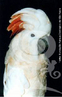 Cacatua-das-molucas