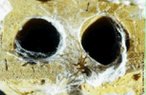 Abrigo em ambiente externo da aranha marron (Loxosceles spp). As aranhas marrons se alojam em lugares escuros, quentes e secos. No ambiente externo, vivem debaixo de cascas de árvores, em folhas secas, em buracos, em telhas e tijolos empilhados, muros velhos, paredes de galinheiro e outros. </br></br> Palavra-chaves: aranha marrom, habitat aranha marrom, aracnídeos, sicariídeo, loxosceles, biodiversidade.