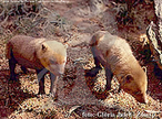 O cachorro vinagre  da Famlia Canidae e so os menores candeos silvestres do Brasil. A gestao dura entre 65 e 80 dias, nascendo geralmente 3 a 4 filhotes que desmamam com 2 a 3 meses de idade. Sua distribuio vai desde o Panam, Colmbia, Venezuela, Guianas, grande parte do Brasil, Equador, Peru, Bolvia Paraguai e Argentina. So animais que capturam pequenas presas como insetos, mas quando em grupos capturam pacas, gambs, patos, rs, cutias. Em cativeiro alimentam-se de rao balanceada, carne crua e frutas. O cachorro vinagre, apesar de possuir ampla distribuio,  uma espcie rara e pouco conhecida da Amrica do Sul. So timos cavadores e com suas unhas abrem galerias no cho. Abrigam-se em ocos de rvores e buracos de tatus. Em cativeiro, costumam sair pela manh e a tarde ficam em seus abrigos. </br></br> Palavra-chaves: cachorro-vinagre, ces, mamferos, candeos, habitat, zoologia.