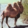 Os camelos são animais herbívoros, oriundos do Centro e do Leste da Ásia. Foram domesticados há cerca de 4500 anos, dada a sua docilidade, sendo utilizados como meio de transporte de pessoas e bens. São animais muito medrosos, mas demonstram uma enorme capacidade de adaptação a condições climatéricas extremas. São preferidos pela quantidade de carga que conseguem transportar. São animais que fornecem carne, leite e a pele, que é utilizada para fazer roupas e tendas dos povos nômades. Os camelos atingem a maturidade sexual entre os 3 e os 5 anos. O tempo de gestação das fêmeas dura em média 11 meses. Estes animais têm uma esperança de vida que chega aos 50 anos. </br></br> Palavra-chaves: camelo, habitat, zoogeografia.