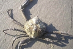 Apesar de ser chamado também de siri, este animal é de fato um caranguejo tipicamente praiano. Vive em tocas cavadas perto da vegetação da praia. Quando muito importunado com uma vareta, sai correndo desesperado. A noite, é facilmente visto movimentando-se em busca de alimento ou comendo animais mortos. </br></br> Palavra-chaves: caranguejo aranha, praia, crustáceos, habitat, biodiversidade.