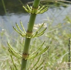 Planta perene, no possui flores e, consequentemente, nem sementes. Algumas espcies possuem folhas verticiladas, mas reduzidas a tamanho insignificante. </br></br> Palavra-chaves: cavalinha, pteridfita, planta, botnica, biodiversidade.