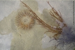 Filo Cnidaria, invertebrado pertencente  Famlia dos Cerianthidae, do grupo das anmonas, corais e medusas, apresentam grande semelhana com as anmonas do mar, mas somente na aparncia, tambm chamadas por sua vez de anmonas tubo. </br></br> Palavra-chaves: cerianto, filo cnidria, anmonas, biodiversidade.