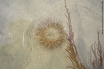 Filo Cnidaria, invertebrado pertencente  Famlia dos Cerianthidae, do grupo das anmonas, corais e medusas, apresentam grande semelhana com as anmonas do mar, mas somente na aparncia, tambm chamadas por sua vez de anmonas tubo. </br></br> Palavra-chaves: cerianto, filo cnidria, anmonas. biodiversidade.