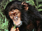 Chimpanz