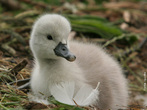 Os cisnes so aves aquticas da sub-famlia Anserinae, que inclui tambm os gansos. No seu conjunto formam o gnero Cygnus, sendo caracterizados pelo longo pescoo e por patas curtas. A sua distribuio geogrfica  diversificada, sendo os cisnes do hemisfrio norte brancos, enquanto que os do hemisfrio sul apresentam plumagem por vezes colorida. Os cisnes formam casais monogmicos e constroem ninhos onde chocam entre 3 a 8 ovos. Se a nidificao falha,  comum os membros do casal procurarem outro parceiro. </br></br> Palavra-chaves: cisne, habitat, ave.