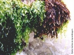 Clorófita é uma divisão de algas verdes, composta por cerca de 8000 espécies pertencentes ao Reino Protista. </br></br> Palavra-chaves: clorófita, alga verde, reino protista, espécies, botânica, biodiversidade.