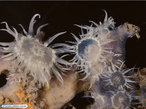 Cnidaria - Anthozoa - Anmona-do-mar