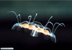 Os cnidários ou celenterados são animais exclusivamente aquáticos, em sua grande maioria, marinhos. </br></br> Palavra-chaves: cnidários, celenterados, medusa, água-viva.