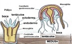 Os cnidários ou celenterados são animais exclusivamente aquáticos, em sua grande maioria, marinhos. Existem dois tipos morfológicos de indivíduos: os pólipos e as medusas. Os pólipos são sésseis, ou seja, vivem fixos a um substrato e as medusas são organismos livres e natantes. Podem formar colônias como é o caso das caravelas e dos corais. </br></br> Palavra-chaves: cnidários, boca, celenterados, colônias, pólipo, medusas, tentáculos.