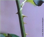 Acúleos é uma projeção na superfície da planta, sobretudo no caule, semelhante a um espinho. É uma espécie de pêlo enrijecido. </br></br> Palavra-chaves: acúleos, pelos enrijecidos, botânica, biodiversidade.