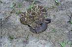 A Cascavel  a nica espcie que ocorre no Brasil e que apresenta 5 subespcies. Tambm chamada de Maracabia e Boicininga,  uma serpente de hbito terrcola. Tambm ativa no crepsculo. Possui um calo sseo na extremidade da cauda que, a cada troca de pele origina um anel queratinizado. Estes anis possuem um sistema de encaixe formando, depois de algumas trocas, um guizo. Cada anel do guizo no representa um ano de vida da Cascavel, mas sim uma muda de pele. Podem ocorrer vrias trocas de pele num nico ano. A maioria das serpentes agita a cauda quando irritadas. Como possuem o guizo, produzem o som caracterstico de chocalho. . Em virtude do desmatamento descontrolado, esta Cascavel j  encontrada em algumas reas alteradas, originalmente com cobertura de mata, adaptando-se bem a elas. </br></br> Palavra-chaves: cascavel, cobras venenosas, rpteis, serpentes, viperdeos, <em>Crotalus durssus</em>, habitat.