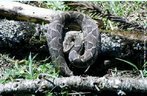 A cotiara  diagnosticada por manchas dorsais em padro botrpico marrom avermelhado escuro com margens claras, sobre fundo marrom olivceo claro.  diferenciada das demais espcies de Bothrops ocorrentes no sul do Brasil pelo caracterstico ventre negro e por uma mancha escura na parte superior da cabea, na forma de uma lana que bifurca posteriormente, originando em seu interior um desenho semelhante a uma cruz dupla na cor de fundo do dorso. Trata-se de uma serpente de porte mdio que atinge at 100 cm de comprimento total. As raras informaes disponveis sobre os ambientes ocupados por esta espcie indicam que ela habita o interior e a borda da mata em reas de Floresta Ombrfila Mista. Como as demais Bothrops, cotiara  agressiva, desferindo botes e inoculando peonha como atitude defensiva.  uma serpente predominantemente terrcola, noturna e de vida solitria, alm de vivpara, parindo entre quatro e doze filhotes por ninhada. Alimenta-se de roedores e marsupiais, mas possui uma dieta mais variada, principalmente nos estdios juvenis. </br></br> Palavra-chaves: cotiara, cobras venenosas, rpteis, serpentes, viperdeos, habitat.