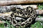 A jararacuu se alimenta de roedores e anfbios, tem reproduo vivpara, tamanho mdio de 1,50 metros, habita as matas e possui atividade diurna e noturna. Serpente de hbito terrcola.  uma das maiores serpentes do grupo da Jararaca. Por ser de porte grande consegue inocular muito mais veneno que as outras e portanto, causar acidentes com consequncias muito mais graves, inclusive com casos fatais. </br></br> Palavra-chaves: jararacuu, cobras venenosas, rpteis, serpentes, viperdeos, habitat.