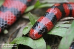 Rptil que no possui as caractersticas das serpentes peonhentas, mas seu veneno  fatal, so encontradas em todas as regies do pas. </br></br> Palavra-chaves: cobra coral falsa, serpentes, rptil, veneno, biodiversidade.