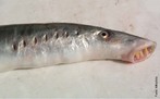 Agnatha (do grego a, sem + gnathos, maxila) é uma superclasse parafilética de peixes sem mandíbula (Cyclostomata) do subfilo Vertebrata, que inclui animais como as mixinas, as lampréias e os ostracodermes. Imagem: <em>Lampetra fluviatilis</em>. </br></br> Palavra-chaves: agnatha, vertebrados, mandíbula, lampŕeia.