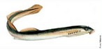 Agnatha (do grego a, sem + gnathos, maxila) é uma superclasse parafilética de peixes sem mandíbula (Cyclostomata) do subfilo Vertebrata, que inclui animais como as mixinas, as lampréias e os ostracodermes. Imagem: <em>Petromyzon marinus</em> </br></br> Palavra-chaves: agnatha, vertebrados, mandíbula, lampŕeia.