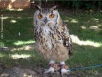 O termo coruja  a designao comum s aves estrigiformes, das famlias dos titondeos e estrigdeos. Tais aves possuem hbitos crepusculares e noturnos e vo silencioso devido  estrutura das penas, alimentando-se de pequenos mamferos (principalmente de roedores), insetos e aranhas. </br></br> Palavra-chaves: coruja, aves, biodiversidade, zoologia.