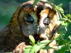 O termo coruja  a designao comum s aves estrigiformes, das famlias dos titondeos e estrigdeos. Tais aves possuem hbitos crepusculares e noturnos e vo silencioso devido  estrutura das penas, alimentando-se de pequenos mamferos (principalmente de roedores), insetos e aranhas. </br></br> Palavra-chaves: coruja, aves, biodiversidade, zoologia.