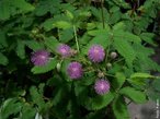 A dormideira ou sensitiva (<em>Mimosa pudica</em> L.)  um pequeno arbusto perene da Amrica tropical, pertencente  famlia das ervilhas. Este nome  devido  forma como os fololos das folhas se juntam quando ela  tocada ou exposta ao calor. </br></br> Palavra-chaves: dormideira, sensitiva, fololos.