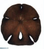 Os equinodermos são animais exclusivamente marinhos. A palavra Echinodermata foi empregada para este grupo de animais por apresentarem uma característica marcante: a presença de espinhos na pele. </br></br> Palavra-chaves: equinodermos, bolacha-do-mar.