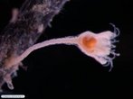 Na classe crinóidea (crinóides) estão os lírios-do-mar. Esses animais apresentam um disco central de onde partem cinco braços delgados, que se ramificam logo na base. eles vivem fixos ao substrato. </br></br> Palavra-chaves: equinodermos, lírio-do-mar, crinóides.