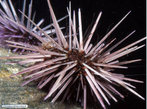 Os equinodermos so animais exclusivamente marinhos. A palavra Echinodermata foi empregada para este grupo de animais por apresentarem uma caracterstica marcante: a presena de espinhos na pele. Esses espinhos, muito evidentes nos ourios-do-mar, so formados por carbonato de clcio. </br></br> Palavra-chaves: equinodermos, ourio.