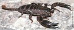 Opistophthalmus é um gênero de escorpião comumente conhecida como Escorpião Escavador, Escorpião Sibilador. Eles são encontrados predominantemente na África Austral e são conhecidos por fazer escavações profundas e elaboradas. Têm grandes e poderosas pinças. Eles variam na cor do amarelo até o marrom ao preta normalmente com áreas mais escuras ou mais leves. A cor de perna é normalmente muito leve diferente do resto do corpo. </br></br> Palavra-chaves: escorpião, <em>Opistophthalmus cayaporum </em>, artrópodes, aracnídeos, biodiversidade.