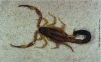 Os escorpiões de importância médica pertencem ao gênero Tityus e são: <em>T.serrulatus, T.trivittatus, T.bahiensis</em> e <em>T.stigmurus</em>. Registra-se grande dispersão do <em>T.serrulatus</em> devida reprodução por partenogênese. São animais carnívoros, alimentam-se principalmente de insetos, como baratas e grilos. Com hábitos noturnos, durante o dia estão sob pedras, troncos, entulhos, telhas, tijolos.Os escorpiões são pouco agressivos e têm hábitos noturnos. Encontram-se em pilhas de madeira, cercas, sob pedras e nas residências. </br></br> Palavra-chaves: escorpião, <em>Tityus bahiensis</em>, artrópodes, aracnídeos, biodiversidade.
