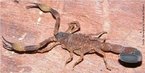 O escorpião <em>Tityus costatus</em>, que é uma espécie abundante na Mata Atlântica, ocorre nos estados do MT, MS, MG, RJ, SP, PR, SC, RS. </br></br> Palavra-chaves: escorpião, <em>Tityus costatus</em>, artrópodes, aracnídeos, biodiversidade.