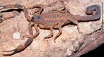 O escorpião <em>Tityus costatus</em>, que é uma espécie abundante na Mata Atlântica, ocorre nos estados do MT, MS, MG, RJ, SP, PR, SC, RS. </br></br> Palavra-chaves: escorpião, <em>Tityus costatus</em>, artrópodes, aracnídeos, biodiversidade.