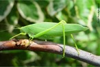 Grilos arborcolas, normalmente verdes com asas largas e transparentes, frequentam rvores e arbustos. </br></br> Palavra-chaves: esperana, grilo verde, arborcolas, habitat, biodiversidade, zoologia.