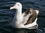 Tambm conhecido como: albatroz gigante, albatroz errante ou gaivoto. Para os anglo-saxnicos, o seu nome  wandering albatross. Este albatroz  a maior ave voadora da atualidade, o seu comprimento atinge 1,30 e a sua envergadura mais de 3,30 o que  verdadeiramente impressionante, o peso dos machos atinge correntemente os 11 kg e o das fmeas 8,5 kg. Como grande ave que , tem uma longa esperana de vida, calculando-se que a mdia ronde os 50 anos. Esta espcie habita em todo o Hemisfrio Sul, desde os gelos antrticos at a uma zona que pode ser considerada referncia, que  o Trpico de Capricrnio. </br></br> Palavra-chaves: albatroz viageiro, albatroz gigante, albatroz errante, gaivoto, aves, habitat.