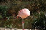 É uma das mais graciosas e estranhas aves da fauna mundial, resultado inesperado da adaptação aos meios aquáticos que frequenta. </br></br> Palavra-chaves: flamingo-americano, ave, fauna, habitat, biodiversidade, zoologia.
