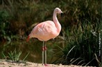 É uma das mais graciosas e estranhas aves da fauna mundial, resultado inesperado da adaptação aos meios aquáticos que frequenta. </br></br> Palavra-chaves: flamingo-americano, ave, fauna, habitat, biodiversidade, zoologia.