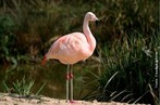  uma das mais graciosas e estranhas aves da fauna mundial, resultado inesperado da adaptao aos meios aquticos que frequenta. </br></br> Palavra-chaves: flamingo-americano, ave, fauna, habitat, biodiversidade, zoologia.