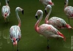 O flamingo  uma ave pernalta e corpulenta de bico poderoso e beleza inconfundvel, que pode ser observada em vrios locais do territrio do Centro e Sul de Portugal. Pode ainda ser encontrado em todos os pases do Sul da Europa e do Norte de frica, bem com em alguns territrios mais a Oriente. Para poder observar estes animais, nunca deve aproximar-se muito, j que ao mnimo rudo comearo a correr, para ganhar velocidade, voando depois para zonas onde se sintam seguras. Os flamingos so aves migradoras, voam at ao norte de frica, quando os dias arrefecem no sul da Europa, para voltarem na primavera seguinte. O flamingo alimenta-se de pequenos crustceos, peixes e bivalves, razo pela qual procura as zonas onde a gua tem pouca profundidade e as zonas de lama ou sapais. </br></br> Palavra-chaves: flamingo, aves, habitat, biodiversidade.